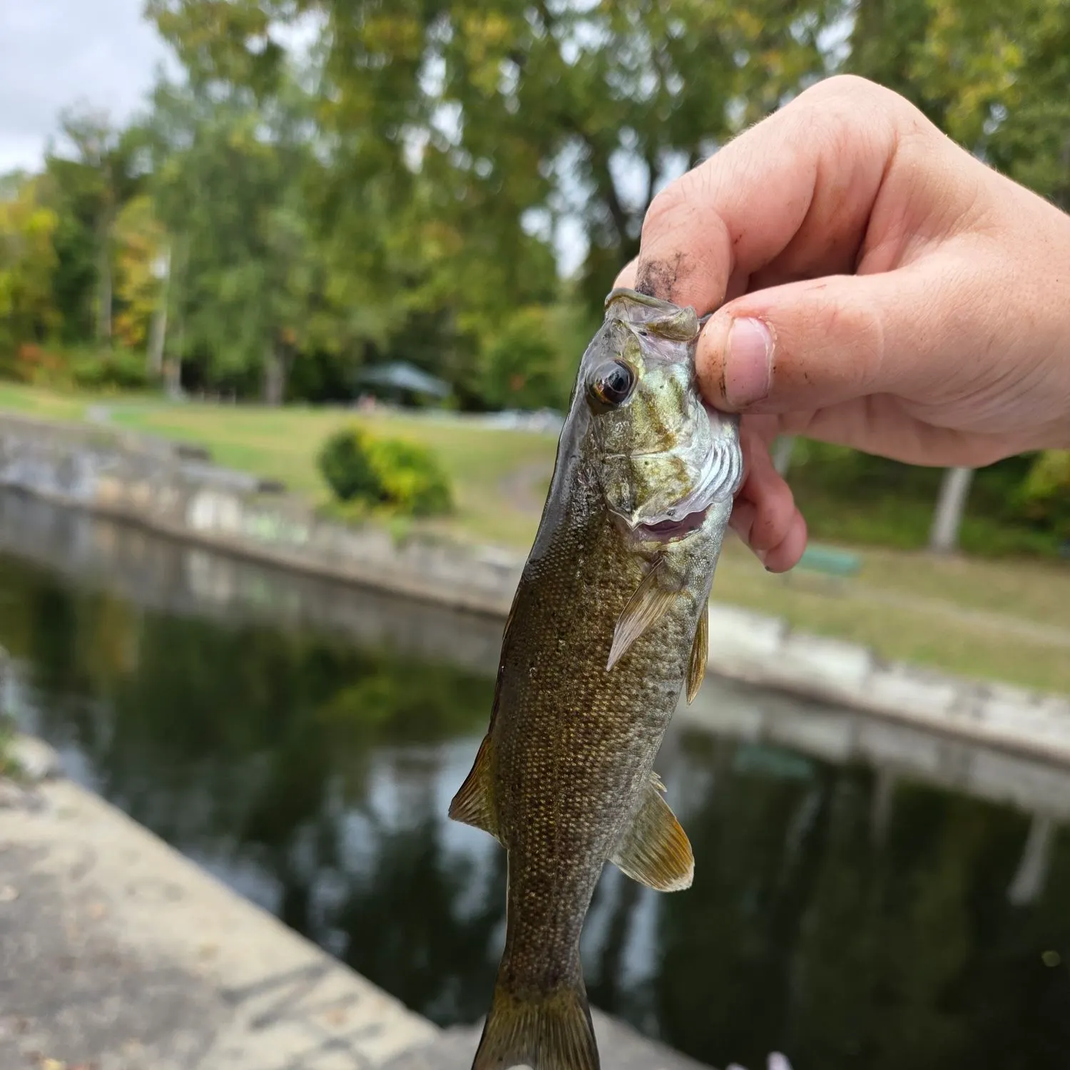 Smallmouth bass caught on Fishbrain