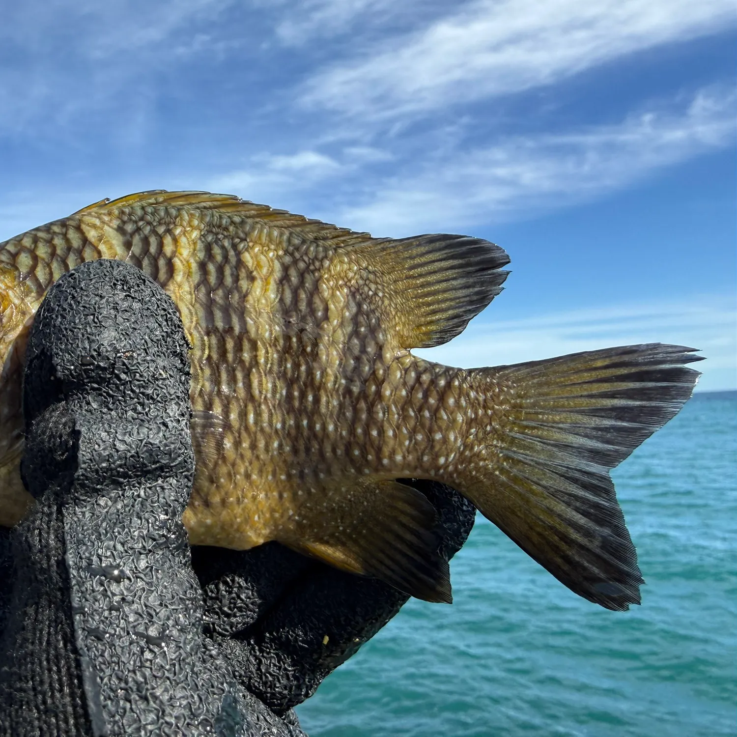 The most recent Night Sergeant catches on Fishbrain