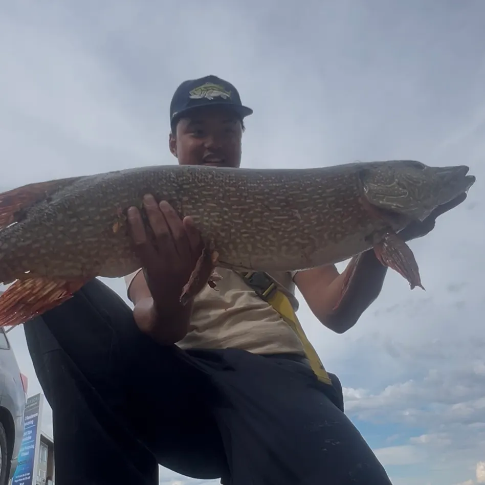Northern pike caught on Fishbrain
