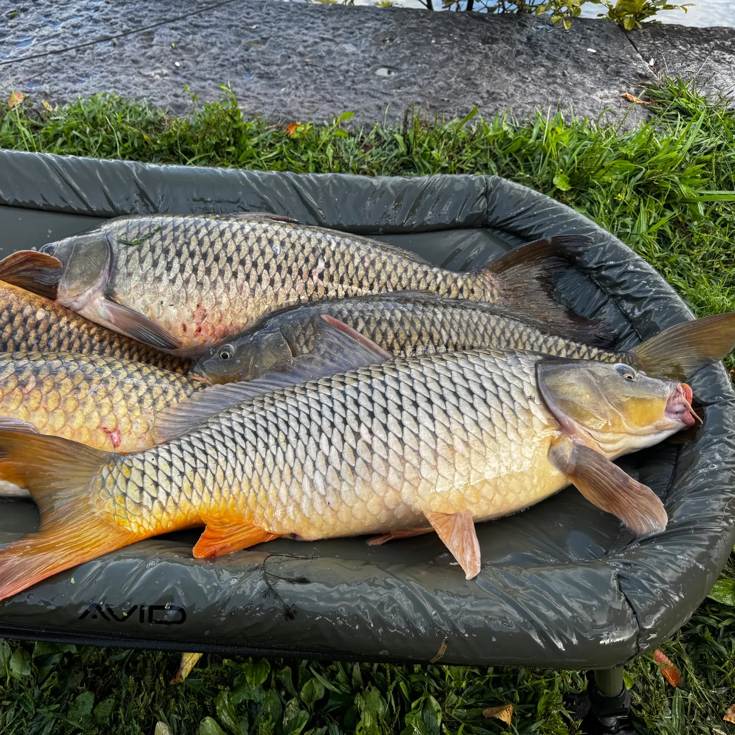 Common carp caught on Fishbrain