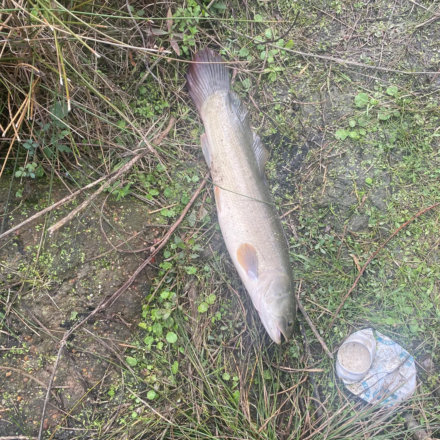 The most recent Eyetail bowfin catches on Fishbrain
