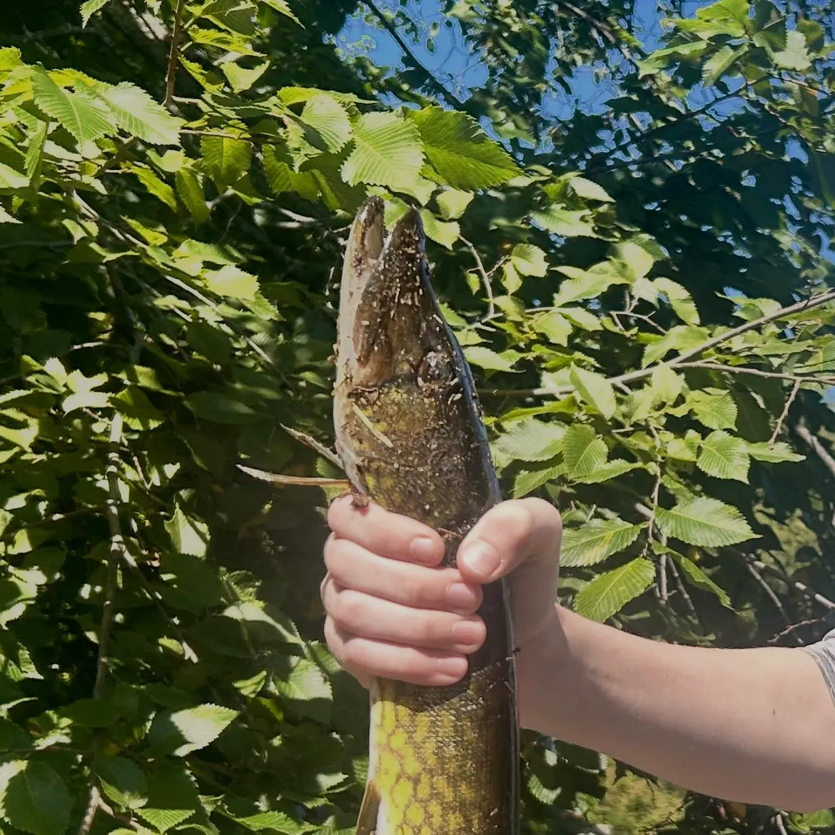 Chain pickerel caught on Fishbrain