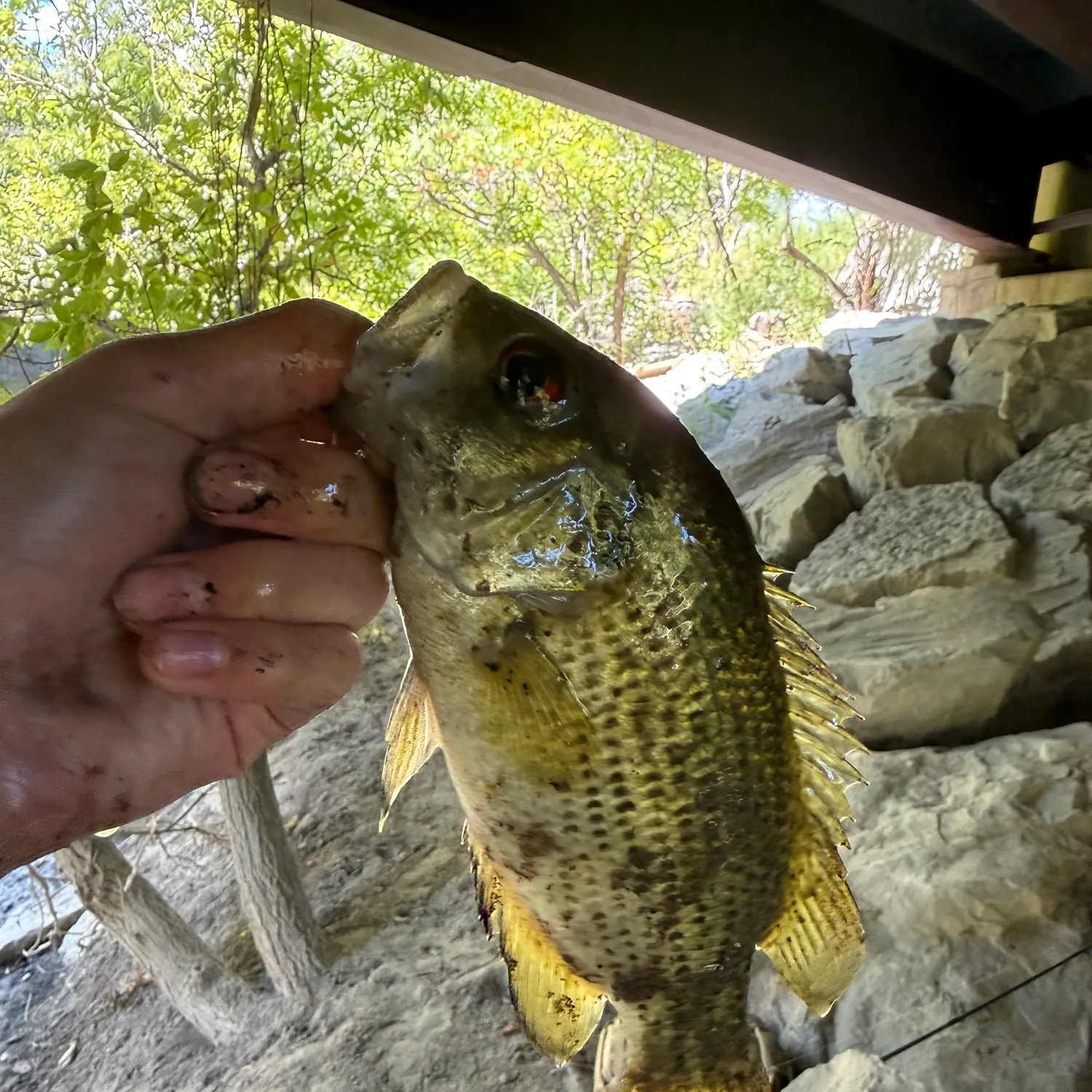 Rock bass caught on Fishbrain