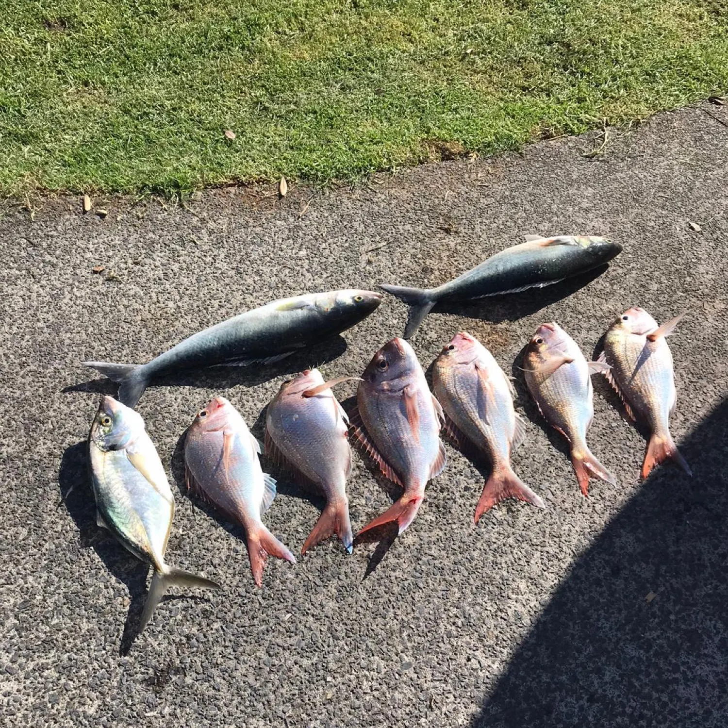 recently logged catches