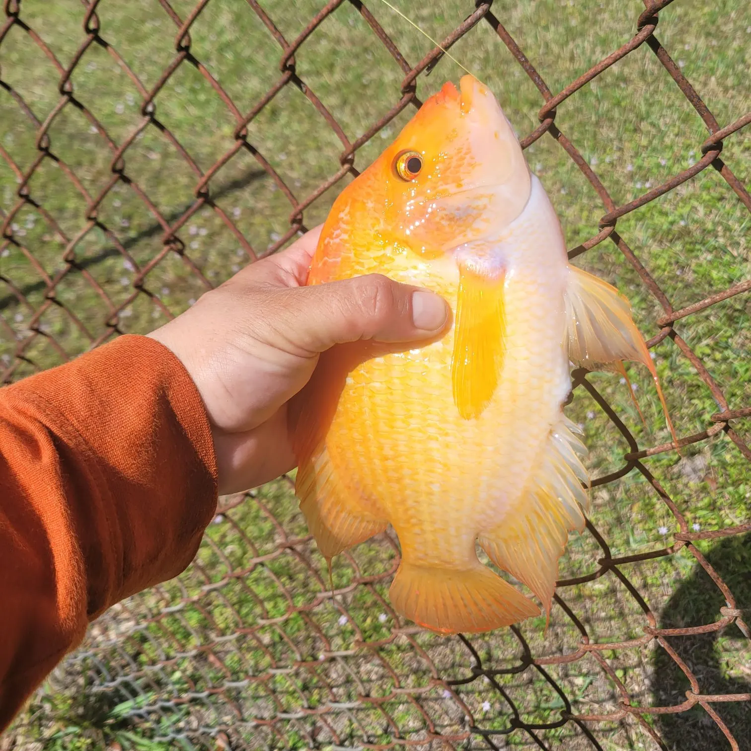 The most recent Midas cichlid catches on Fishbrain