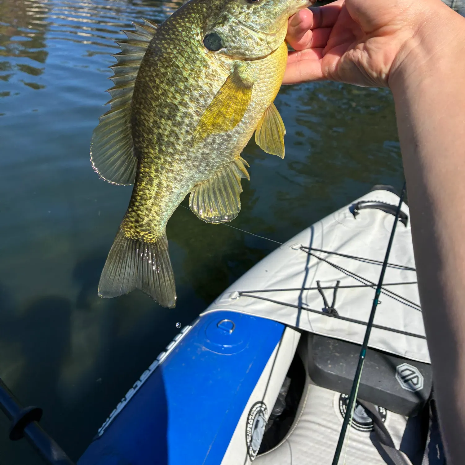 Redear sunfish caught on Fishbrain