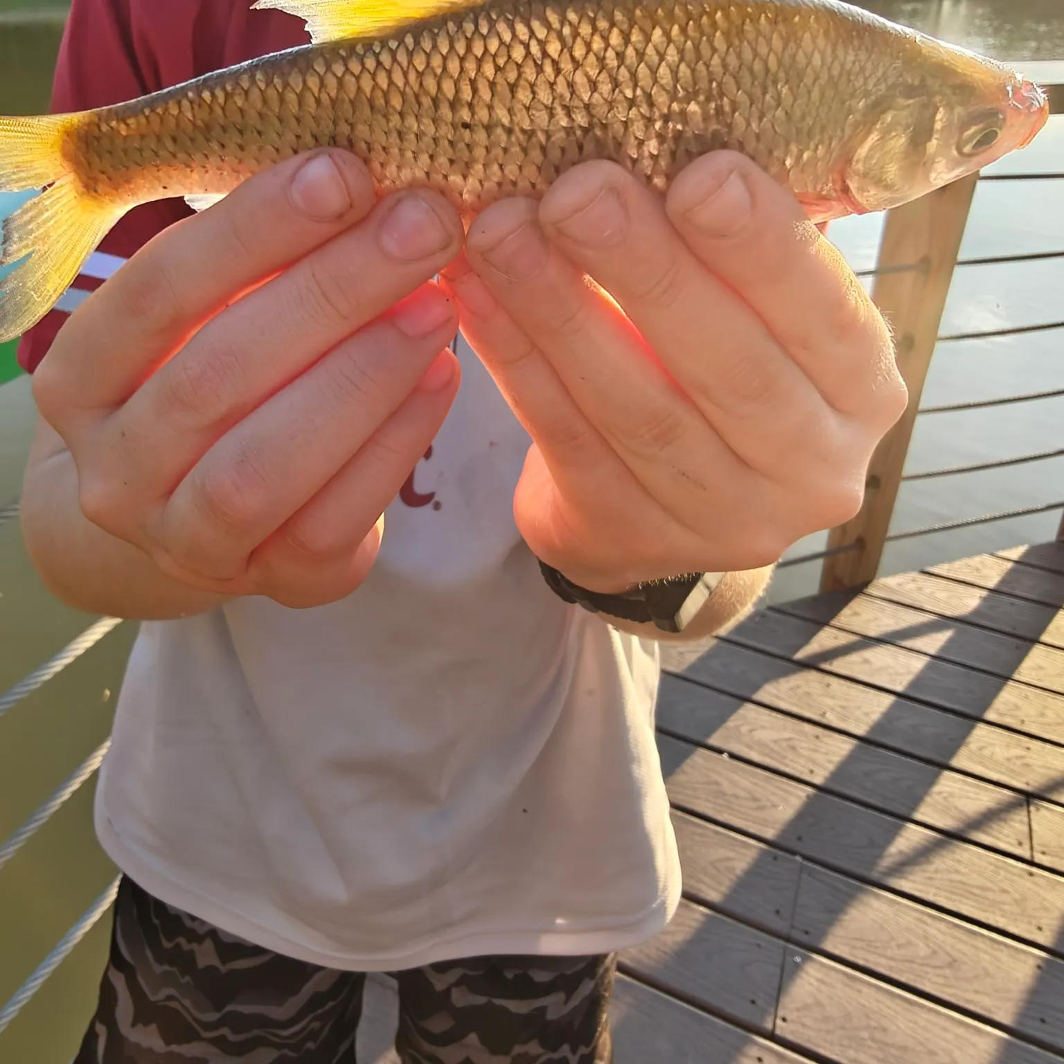 Golden shiner caught on Fishbrain
