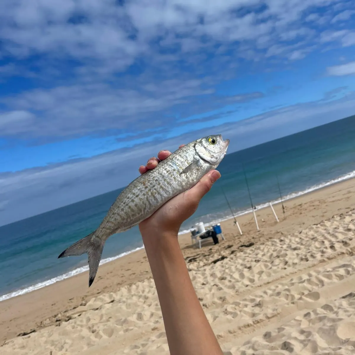 The most recent Australian ruff catches on Fishbrain