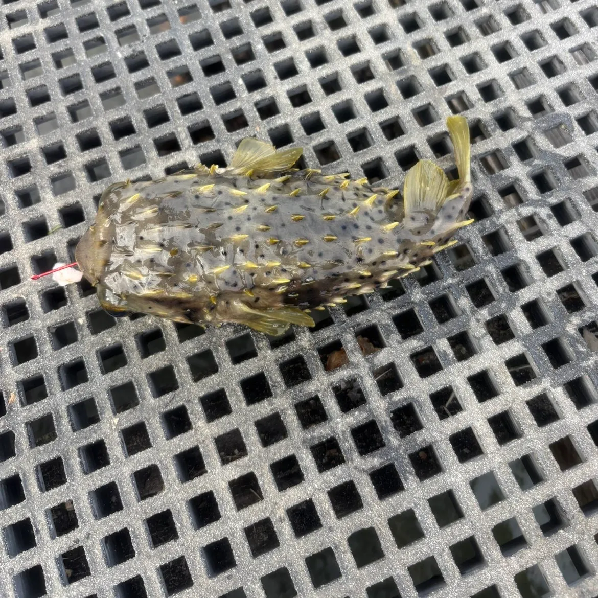 The most recent Spot-fin porcupinefish catches on Fishbrain