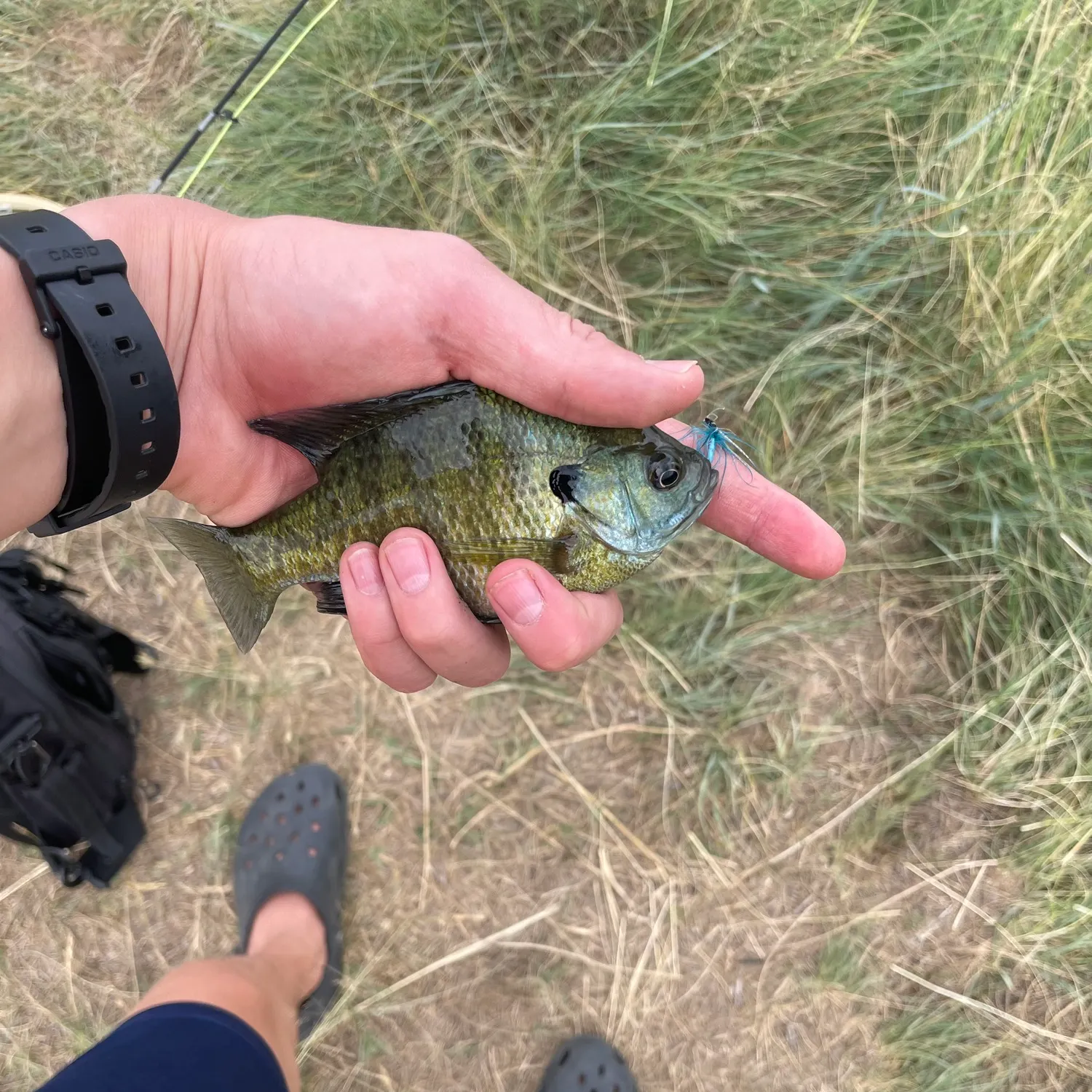 Bluegill caught on Fishbrain