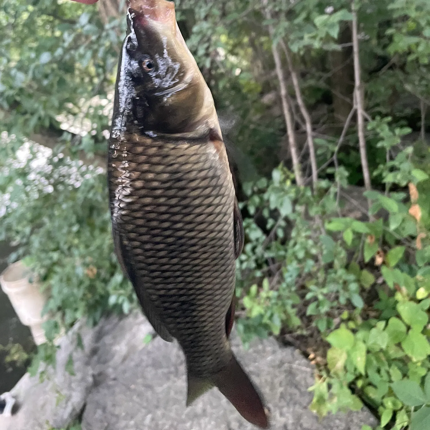 Common carp caught on Fishbrain