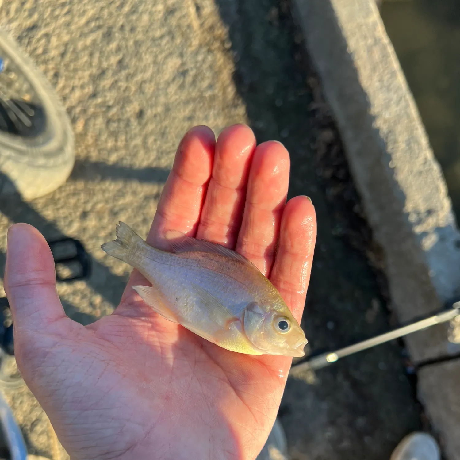 Green sunfish caught on Fishbrain