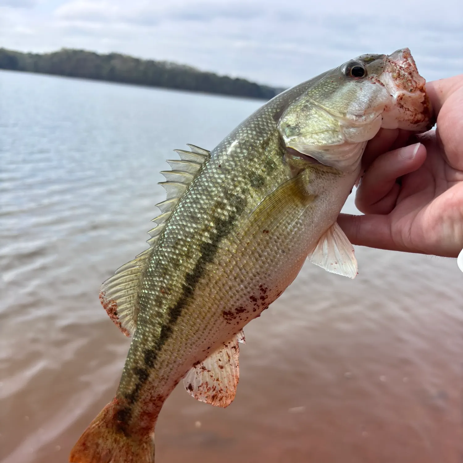 The most recent Alabama bass catches on Fishbrain
