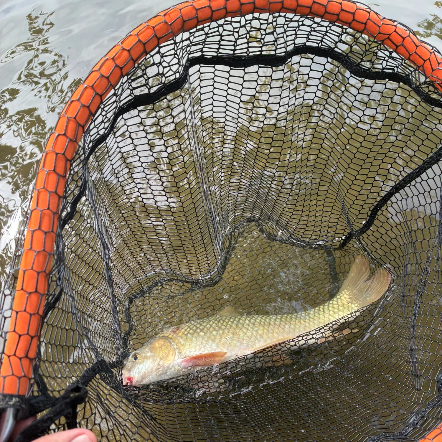 The most recent River carpsucker catches on Fishbrain