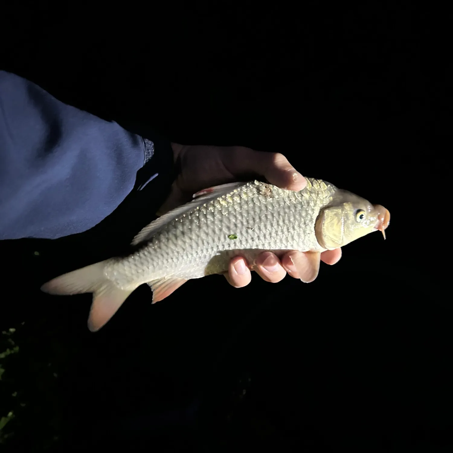 Black crappie caught on Fishbrain