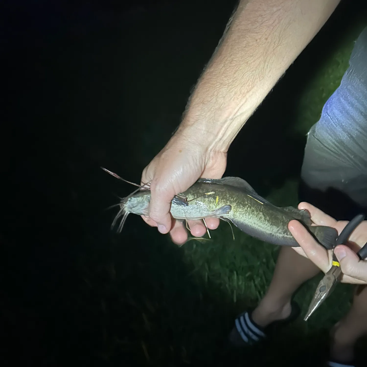 most liked catch image