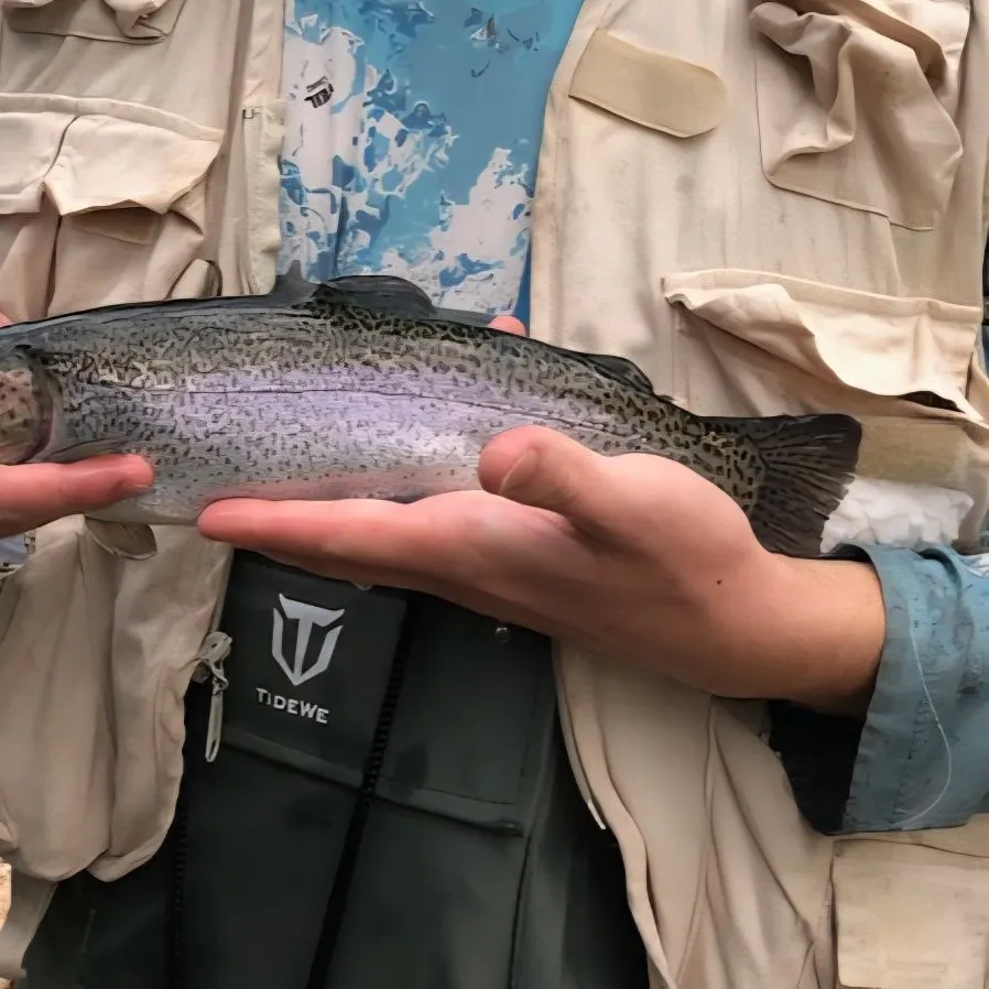 Rainbow trout caught on Fishbrain