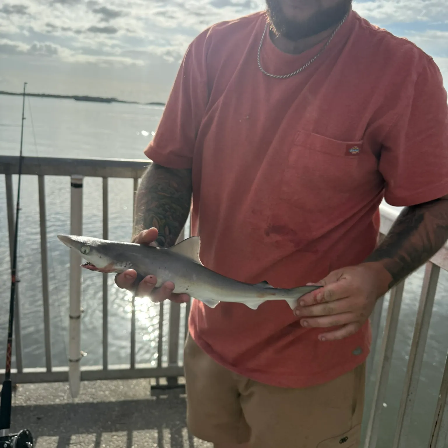 The most recent Atlantic sharpnose shark catches on Fishbrain
