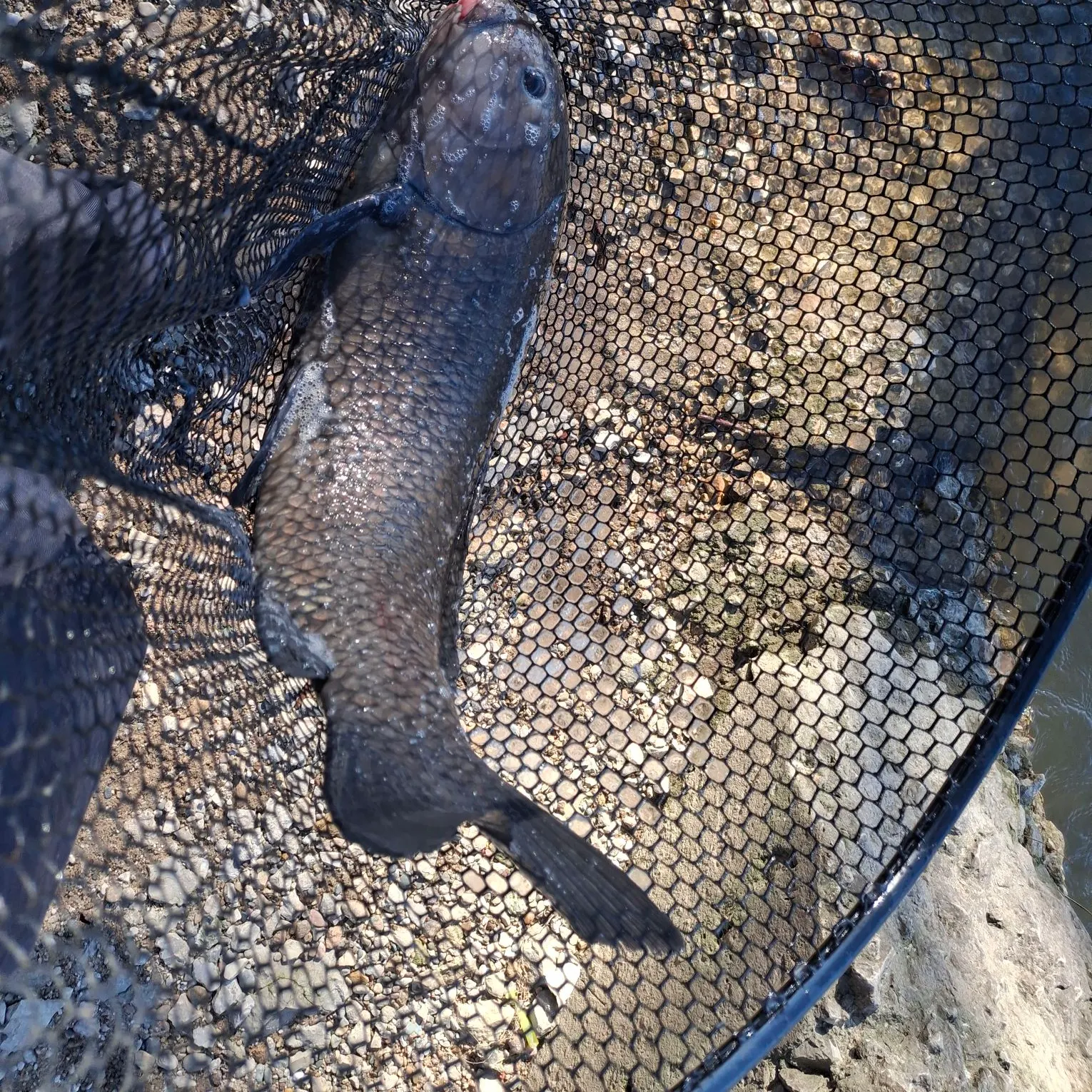 The most recent Black buffalo catches on Fishbrain