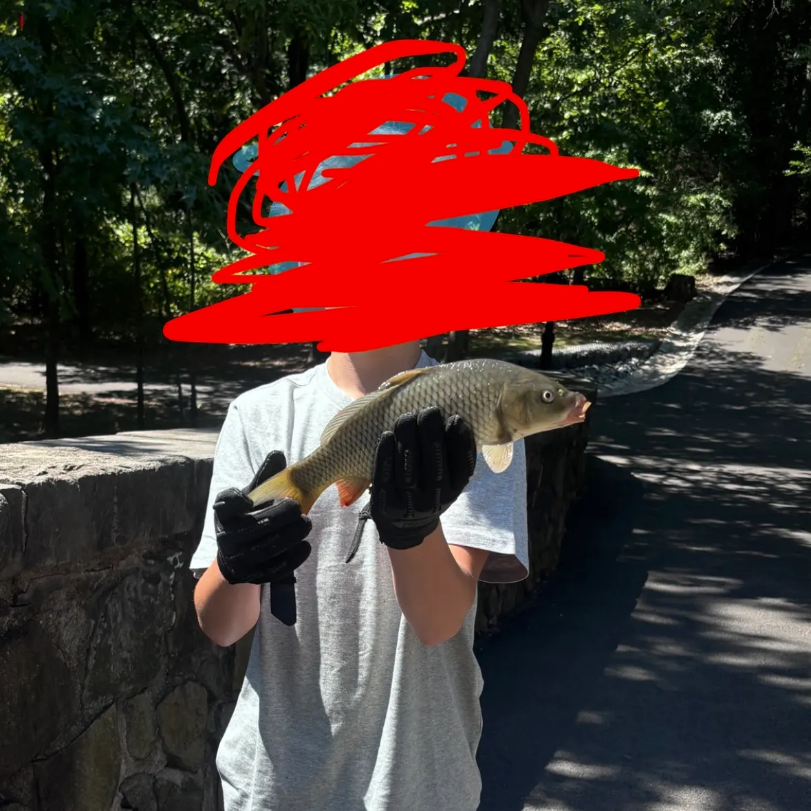Common carp caught on Fishbrain