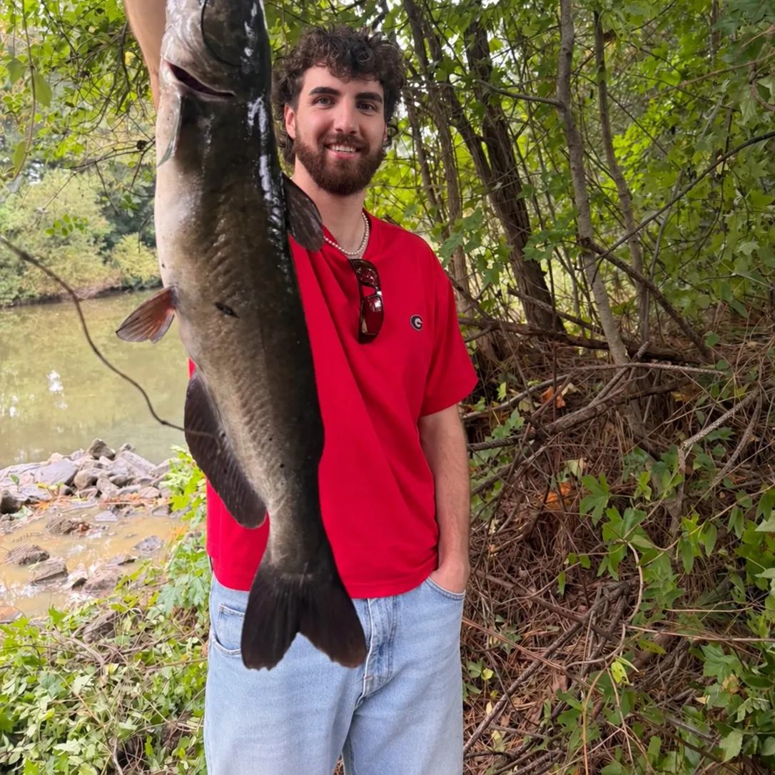 Channel catfish caught on Fishbrain