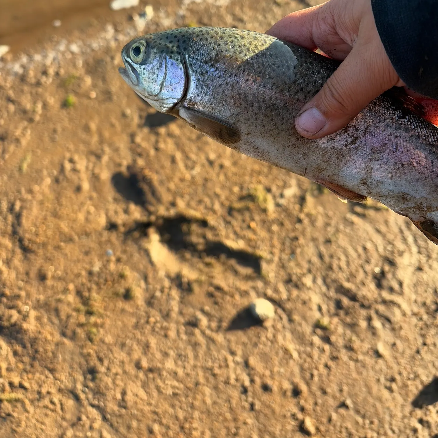 Rainbow trout caught on Fishbrain