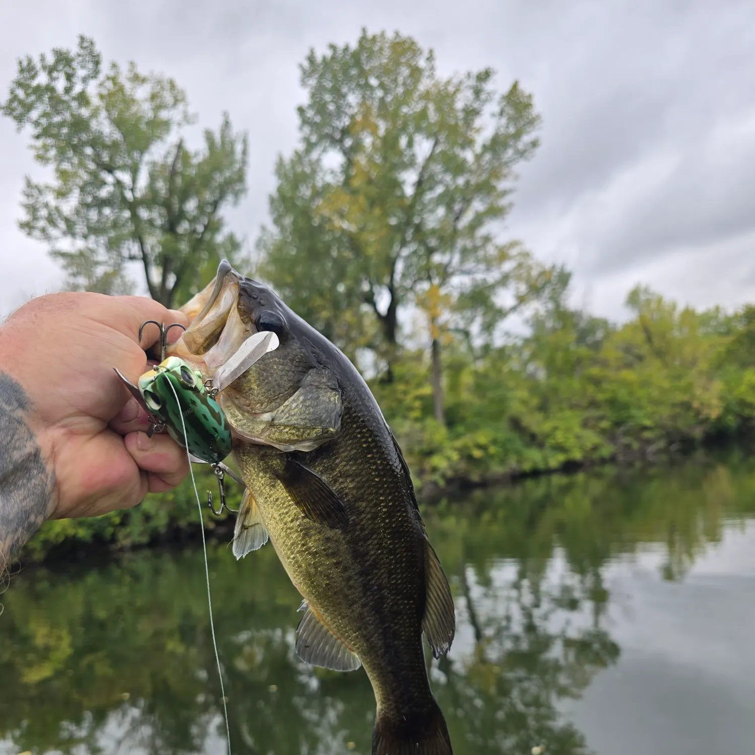 Largemouth bass caught on Fishbrain