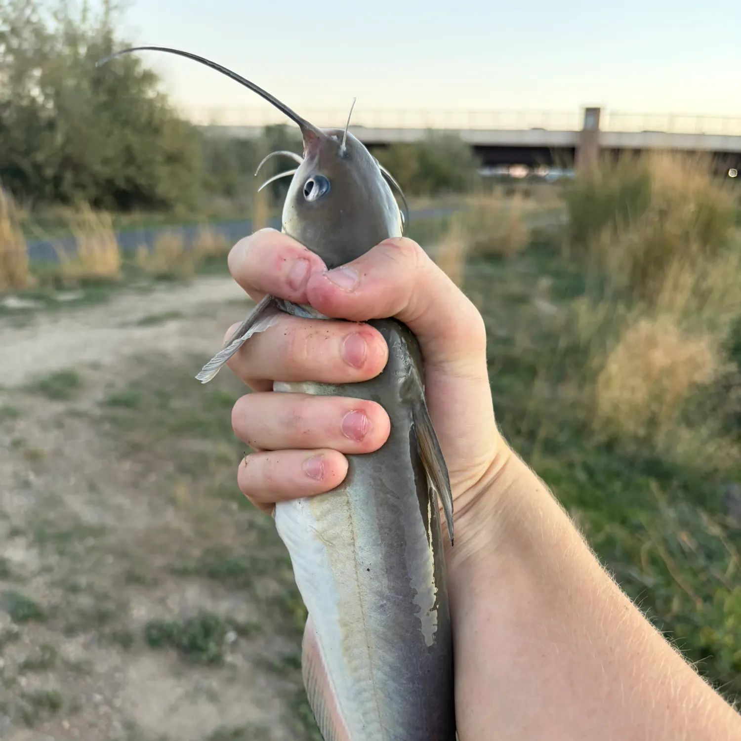 Channel catfish caught on Fishbrain