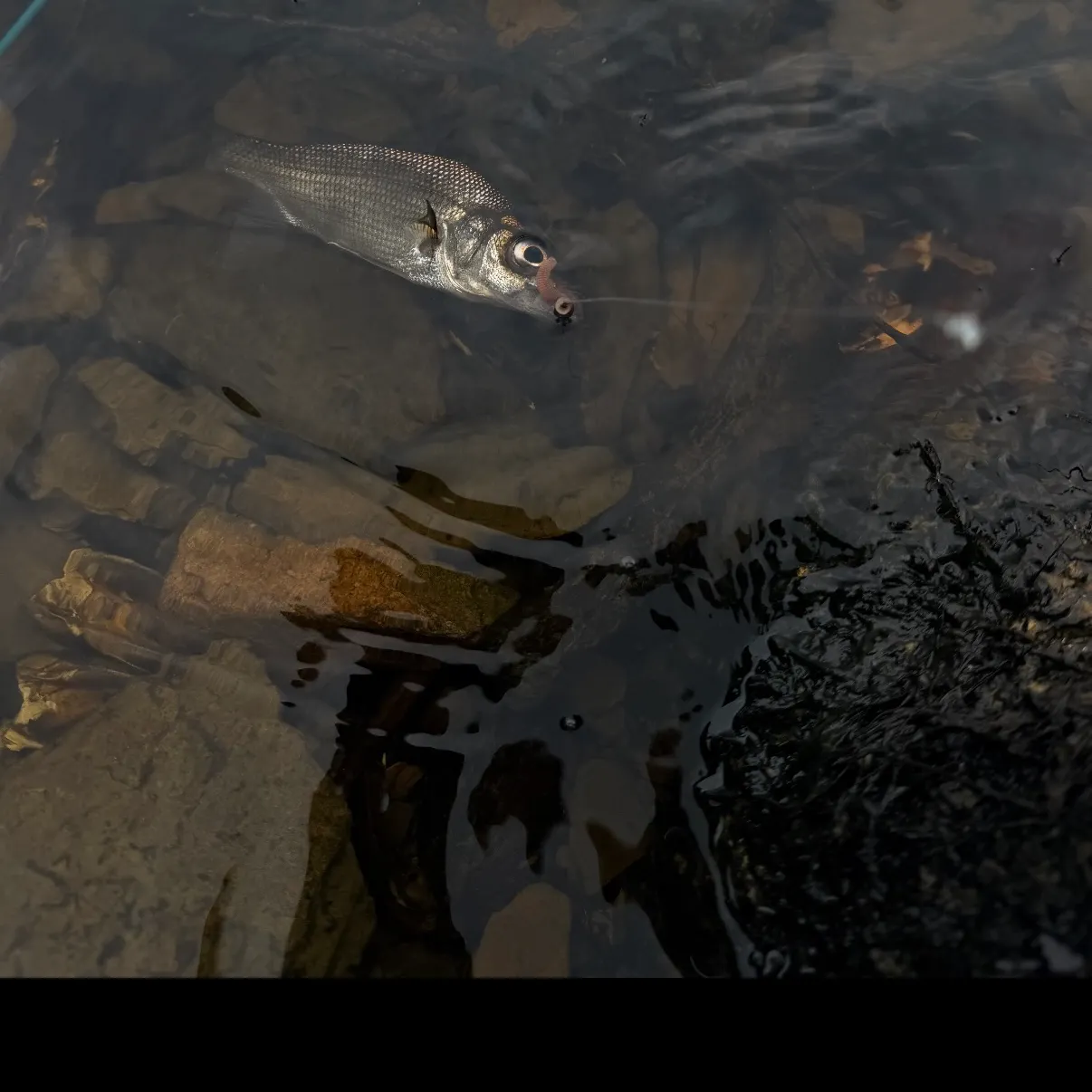 White perch caught on Fishbrain
