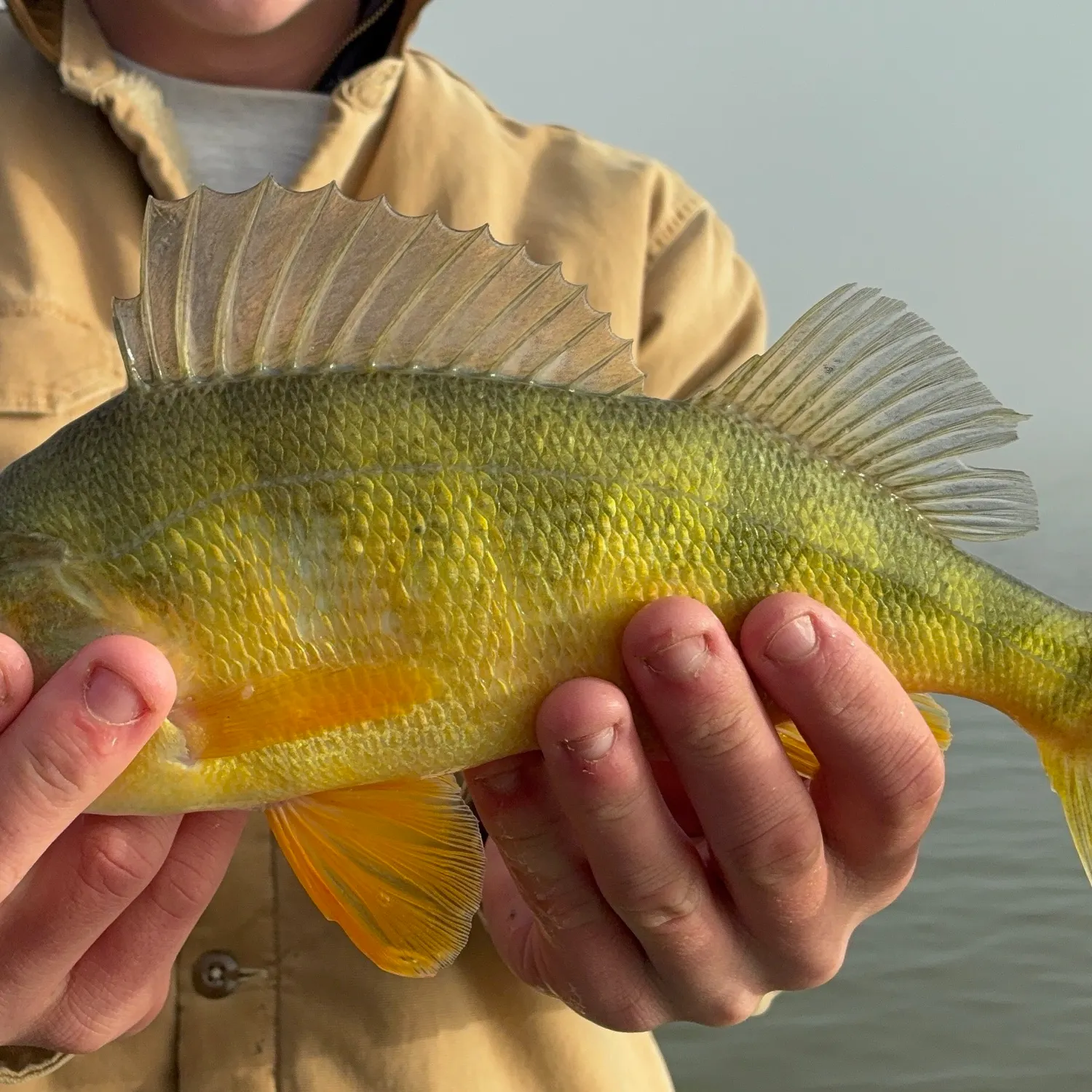 Yellow perch caught on Fishbrain