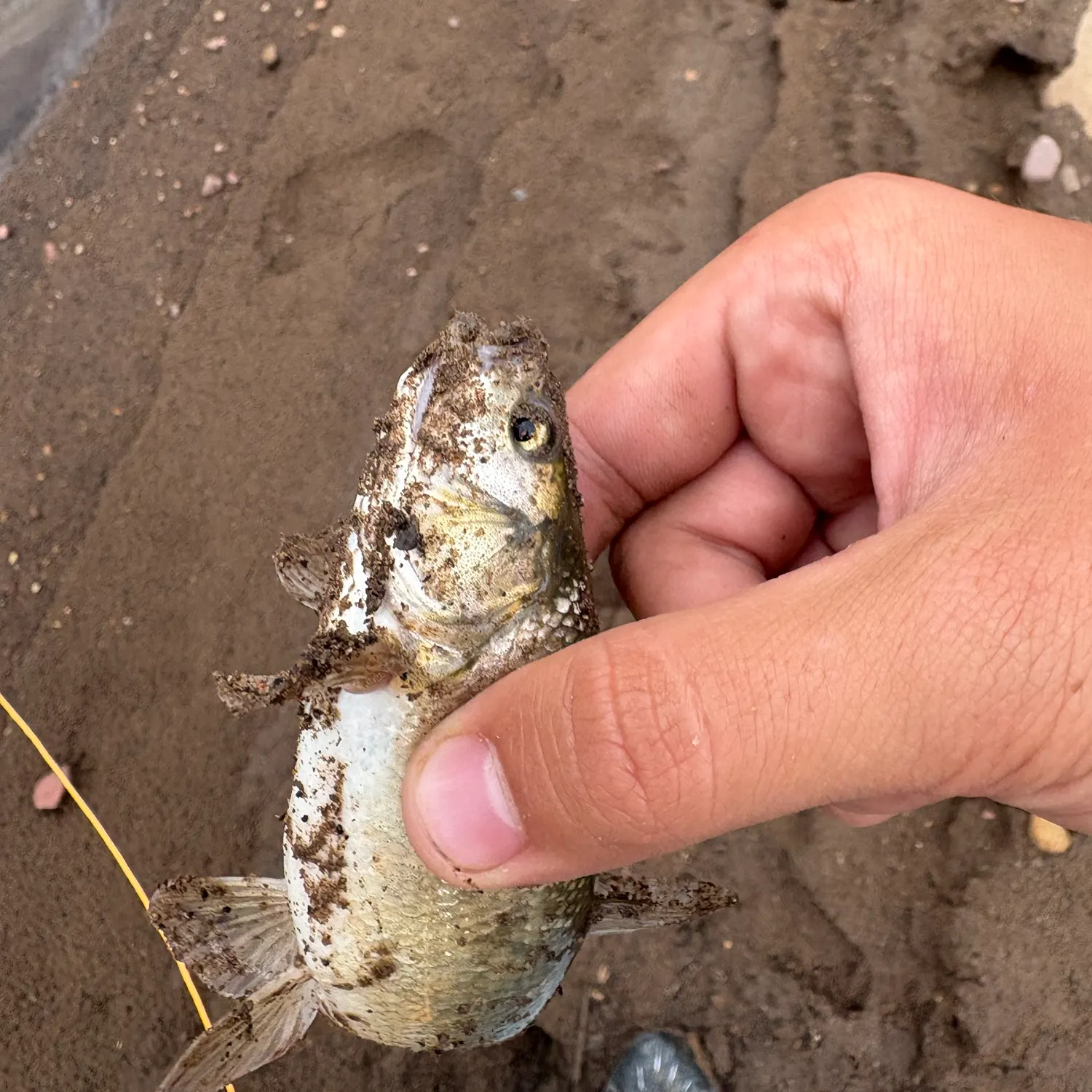 The most recent Utah chub catches on Fishbrain