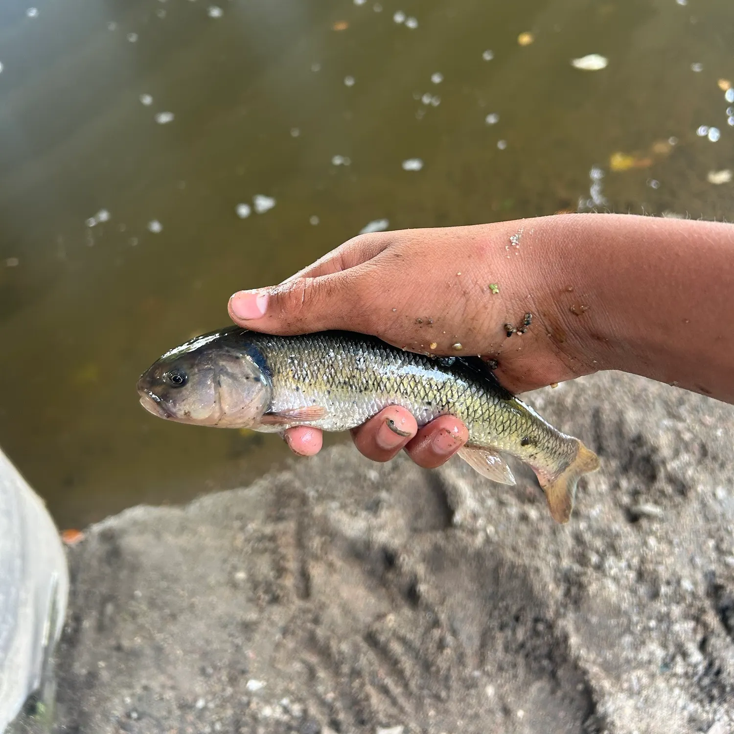 Creek chub caught on Fishbrain