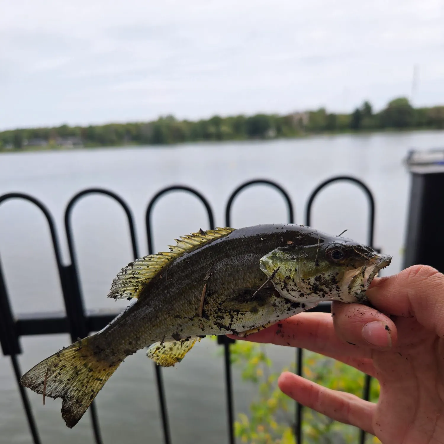 Smallmouth bass caught on Fishbrain