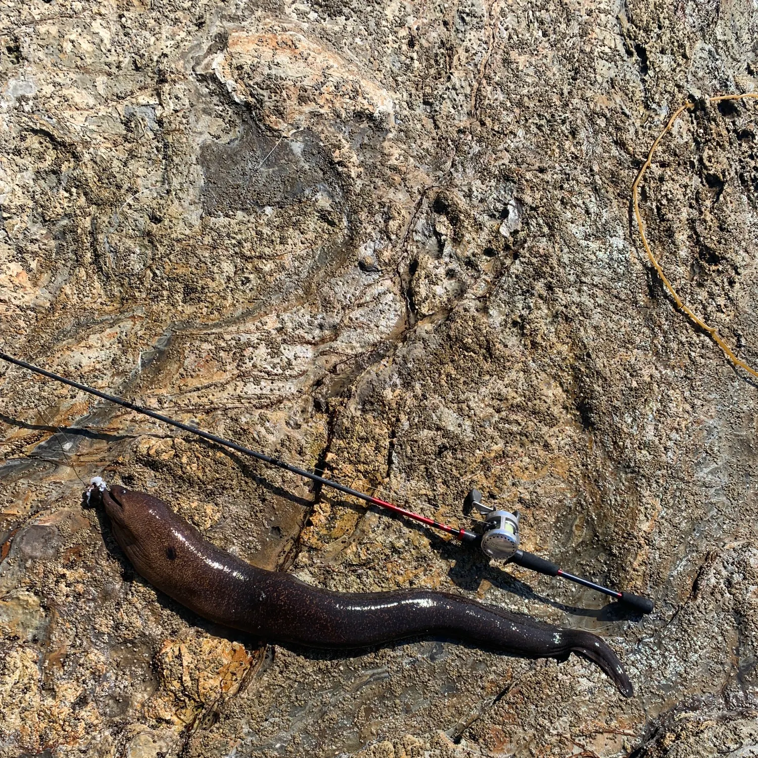 The most recent California moray catches on Fishbrain