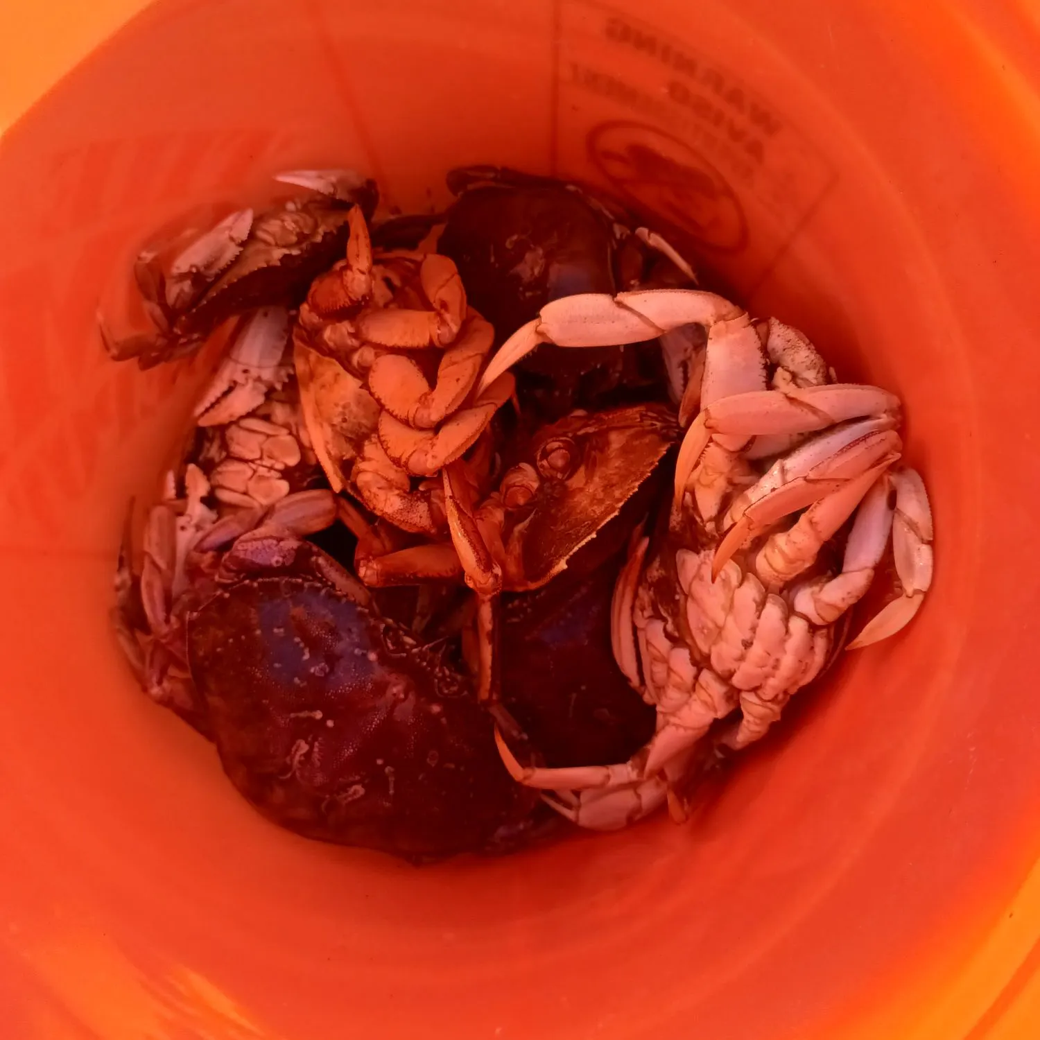 The most recent Dungeness crab catches on Fishbrain
