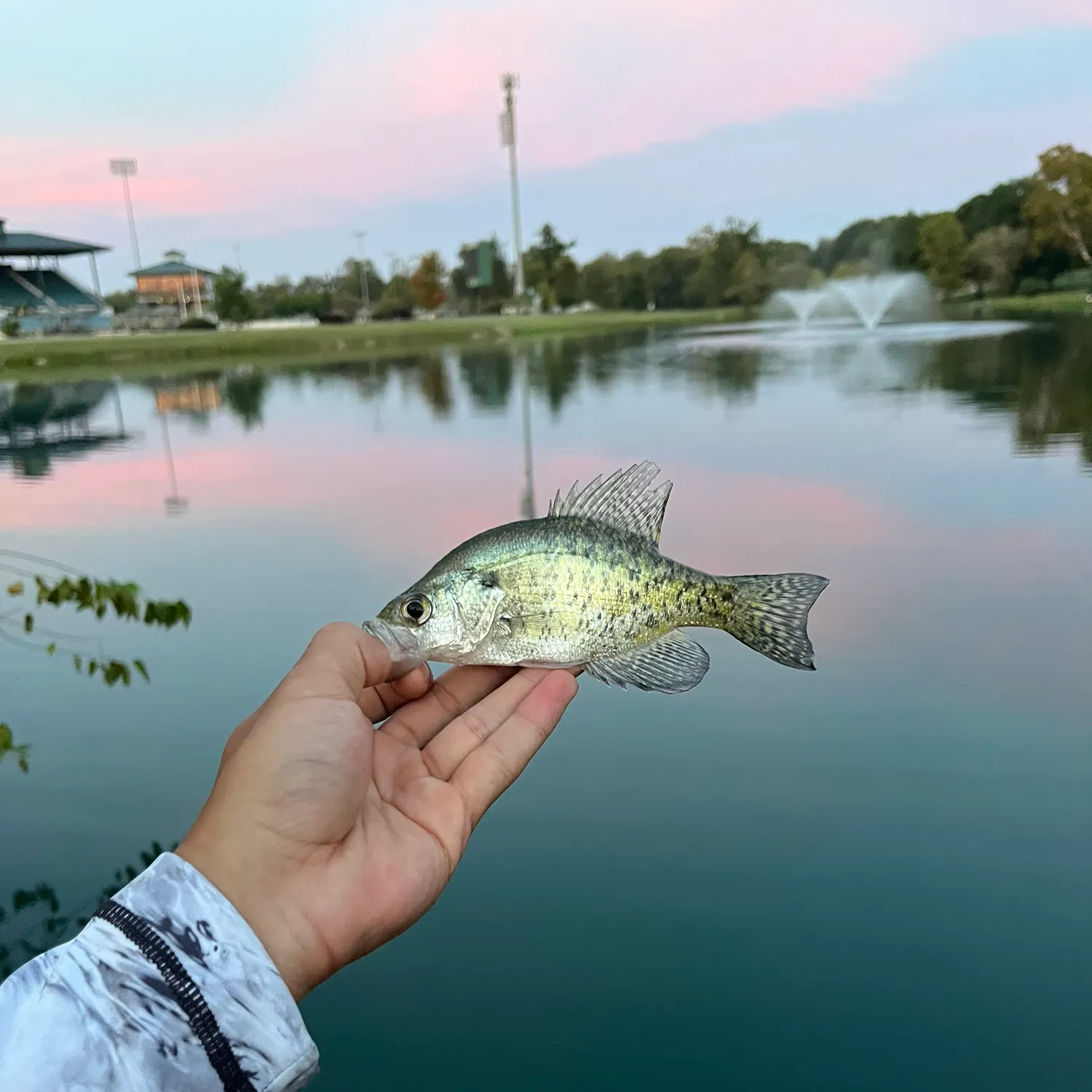 White crappie caught on Fishbrain