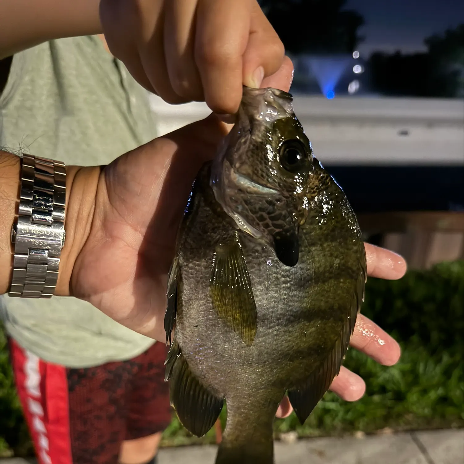 Bluegill caught on Fishbrain