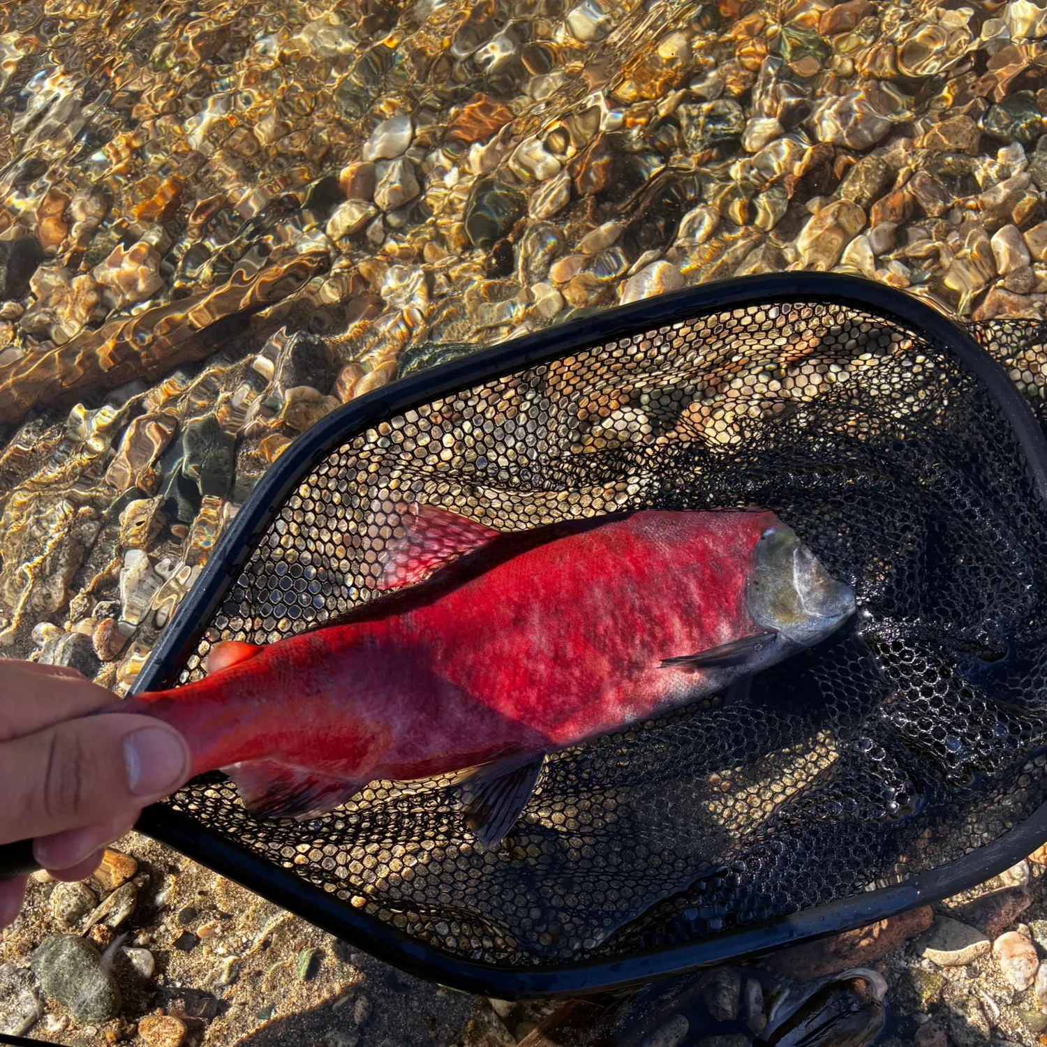 Sockeye salmon caught on Fishbrain
