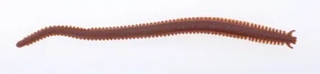 Alive! Sandworm