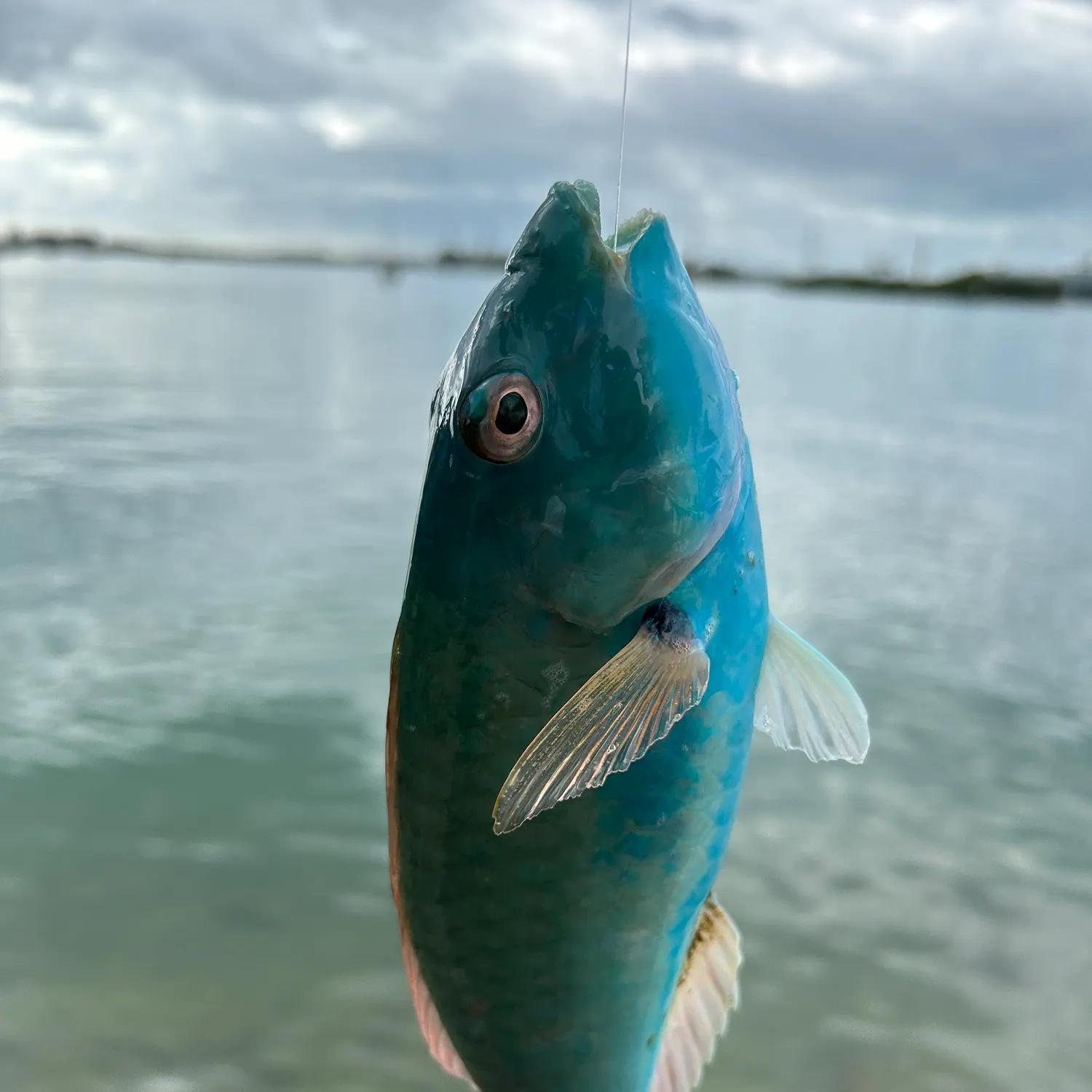The most recent Common parrotfish catches on Fishbrain