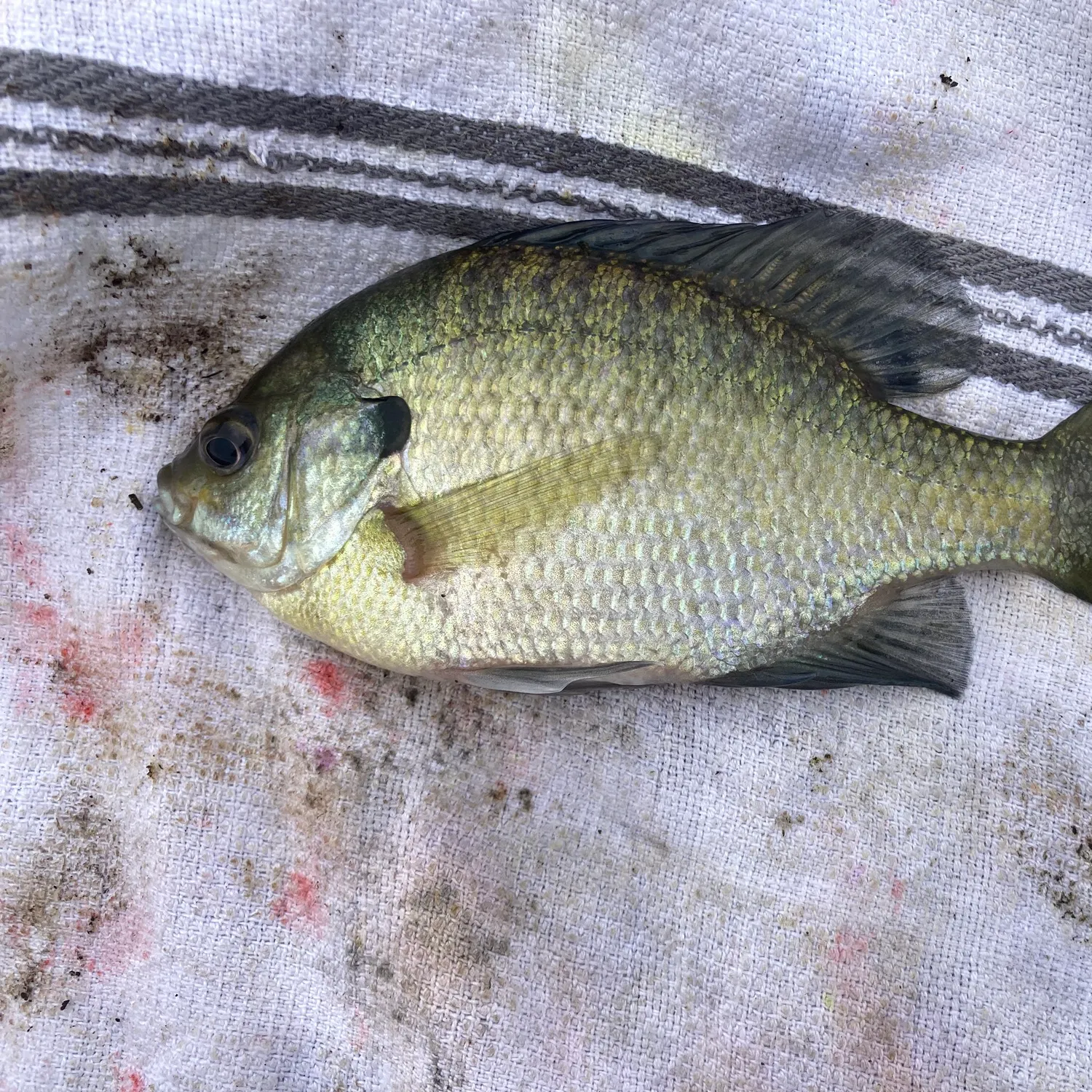 Bluegill caught on Fishbrain