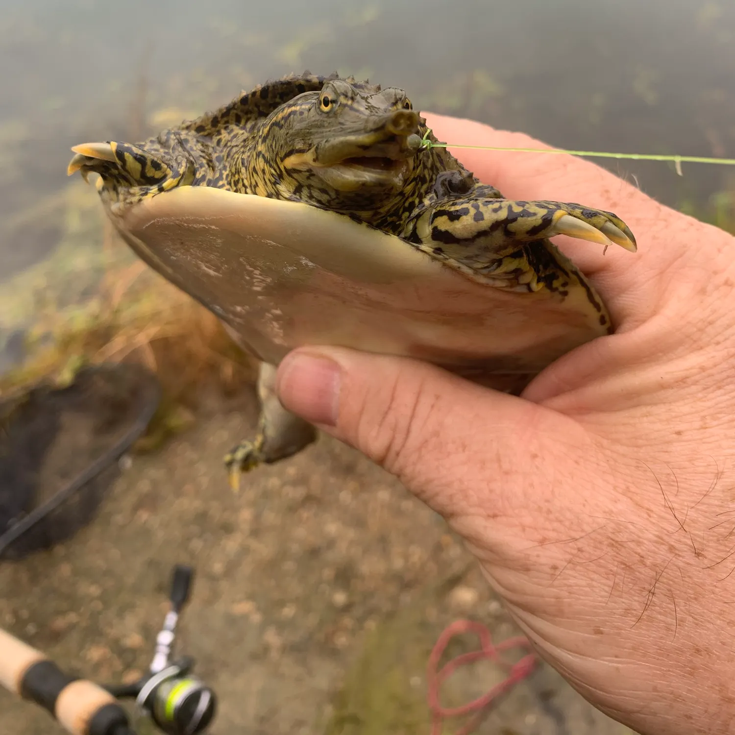 The most recent Spiny softshell turtle catches on Fishbrain