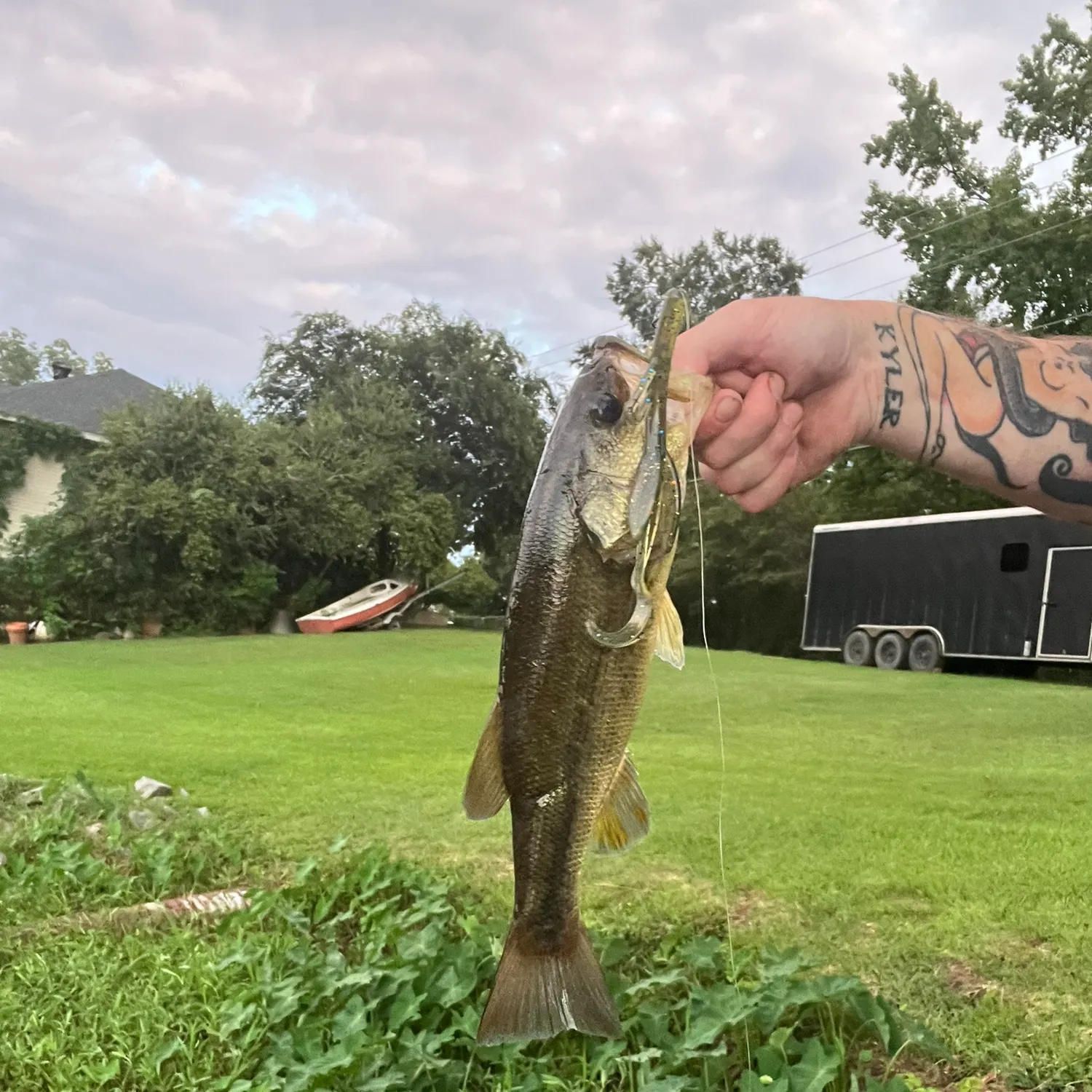Largemouth bass caught on Fishbrain