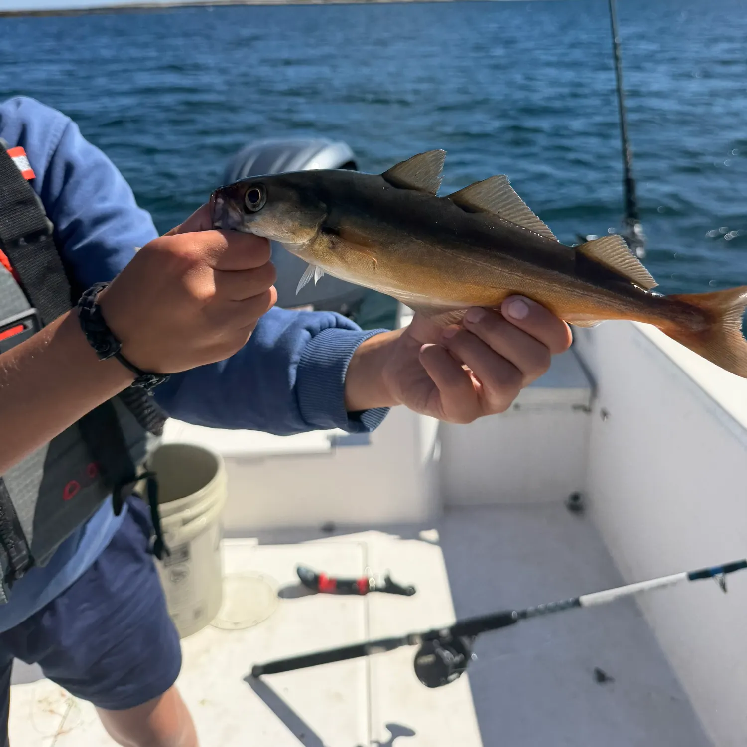 Atlantic pollock caught on Fishbrain