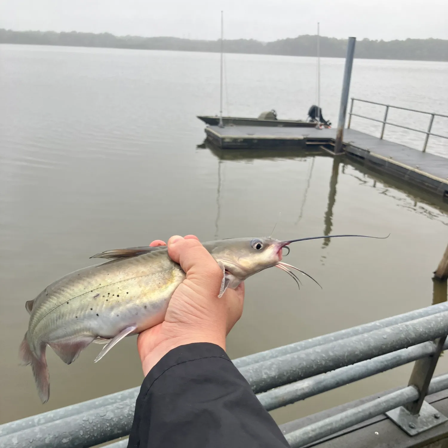 Channel catfish caught on Fishbrain