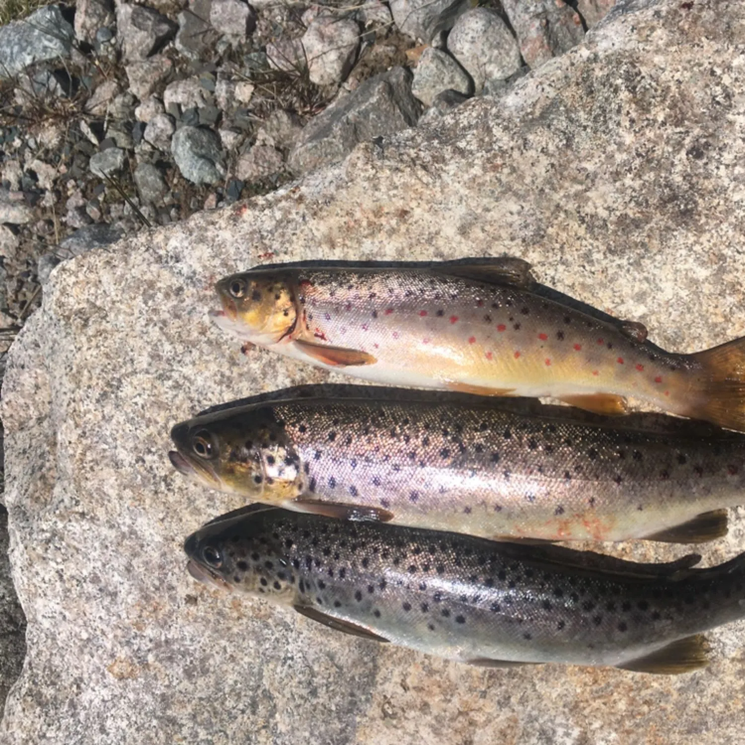 recently logged catches