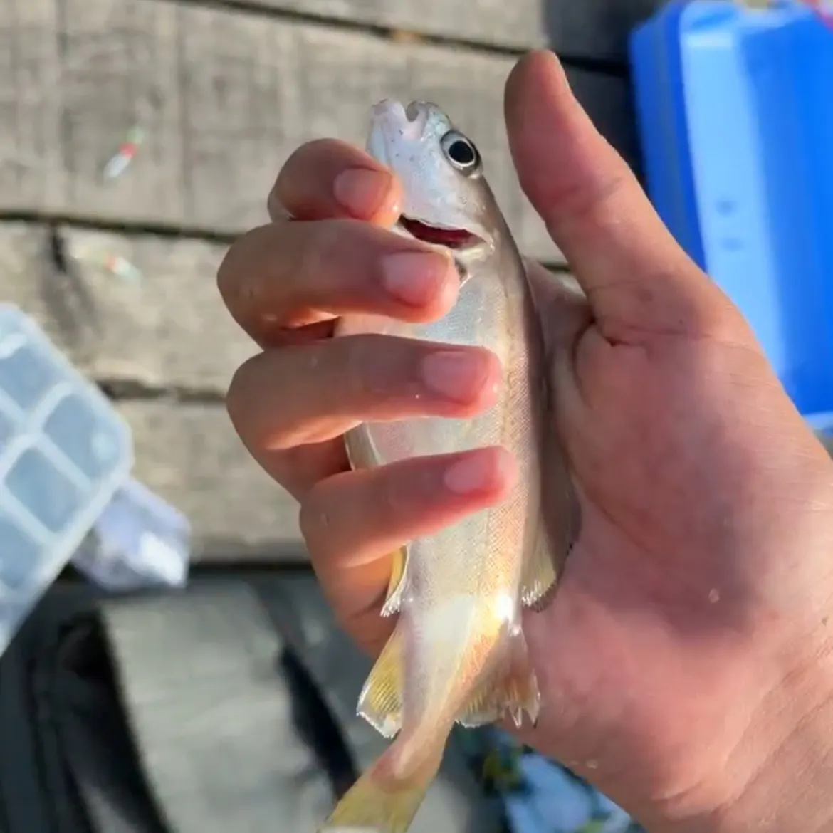 The most recent Pouting catches on Fishbrain