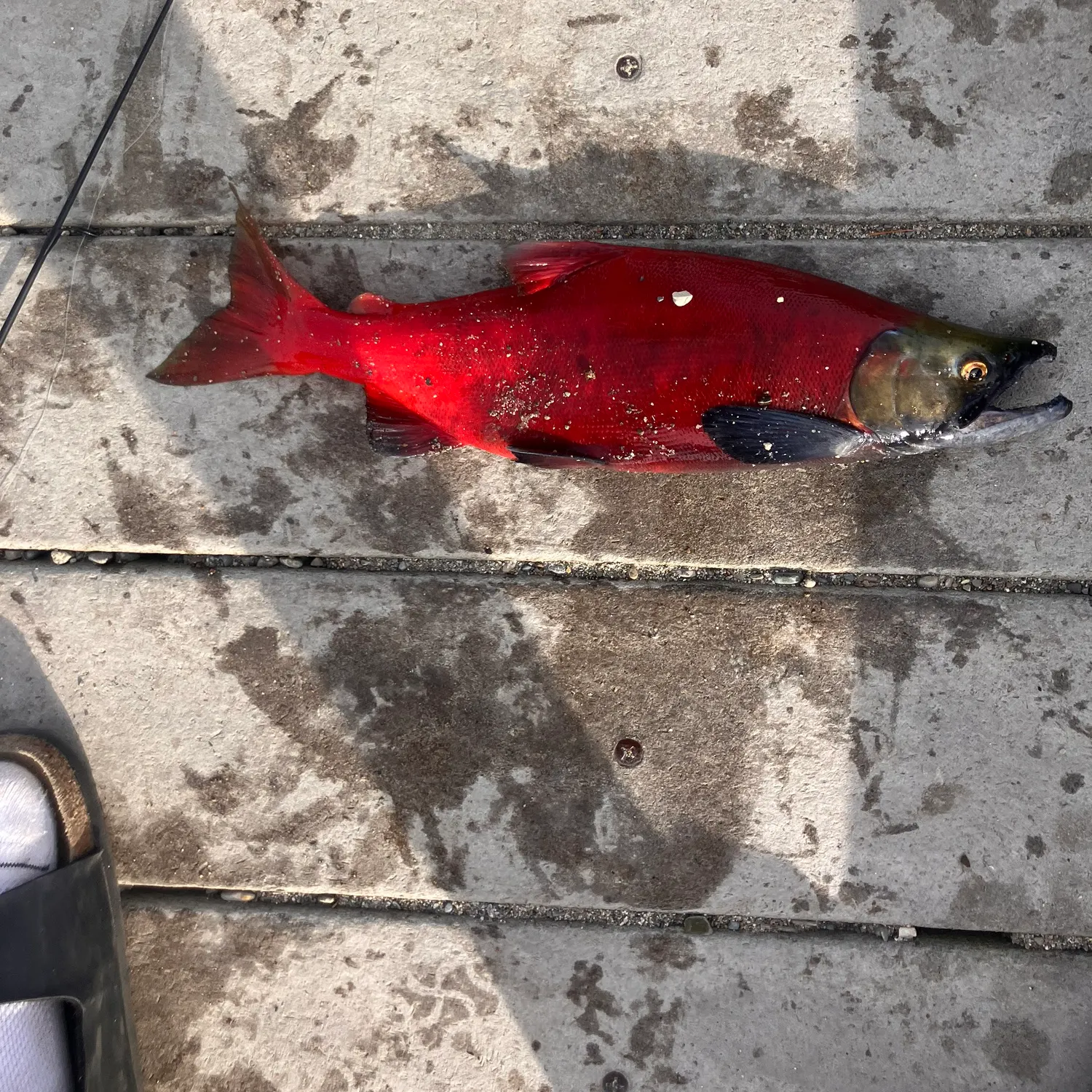 Fish caught on Fishbrain