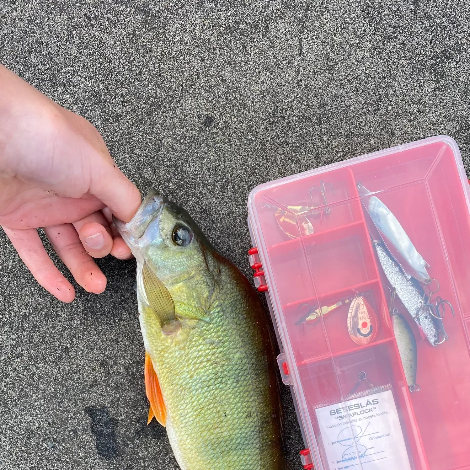 recently logged catches