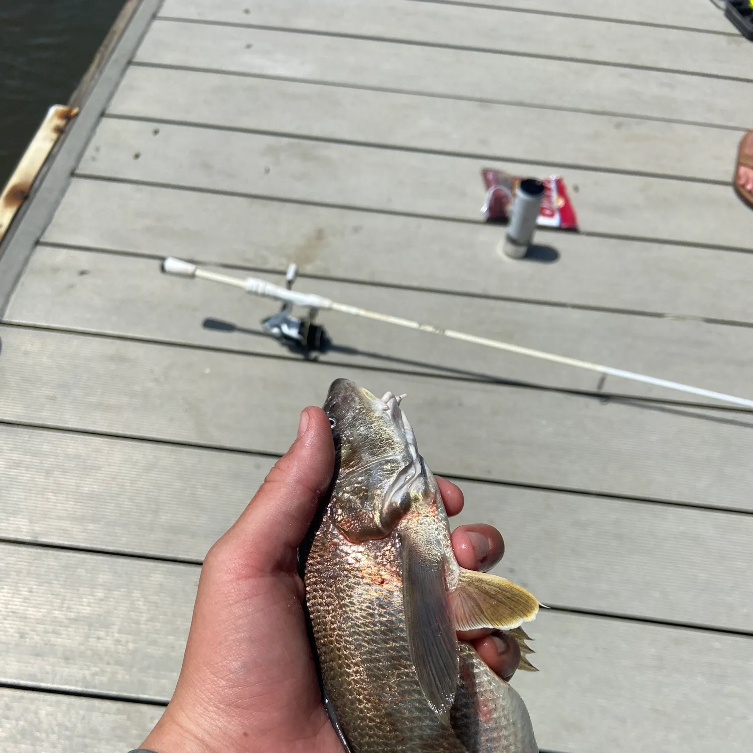 The most recent Southern kingcroaker catches on Fishbrain
